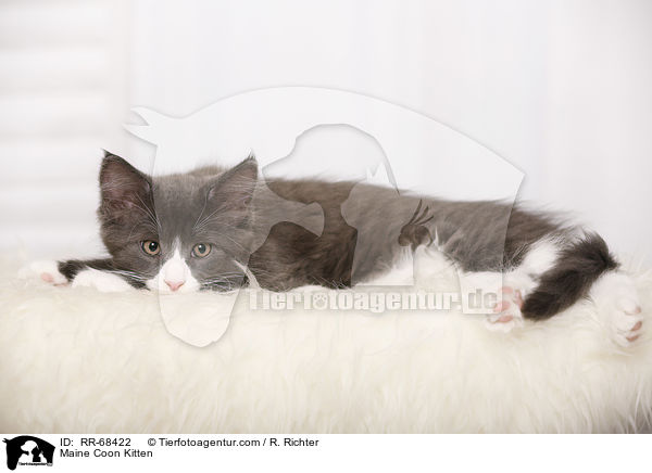 Maine Coon Ktzchen / Maine Coon Kitten / RR-68422