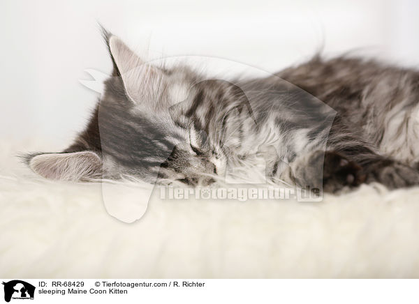 sleeping Maine Coon Kitten / RR-68429