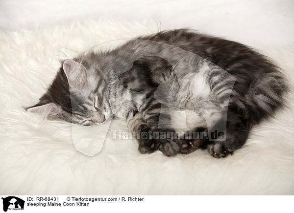 sleeping Maine Coon Kitten / RR-68431