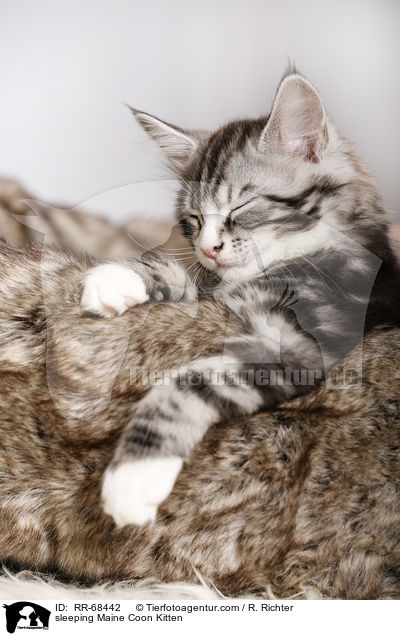 sleeping Maine Coon Kitten / RR-68442
