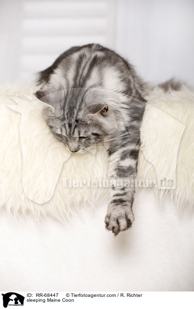 schlafende Maine Coon / sleeping Maine Coon / RR-68447