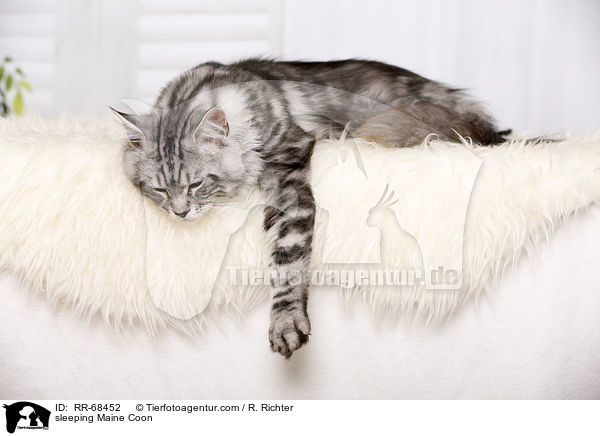schlafende Maine Coon / sleeping Maine Coon / RR-68452