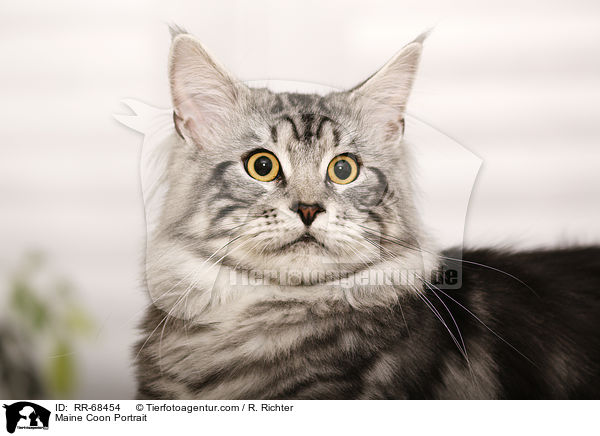 Maine Coon Portrait / Maine Coon Portrait / RR-68454