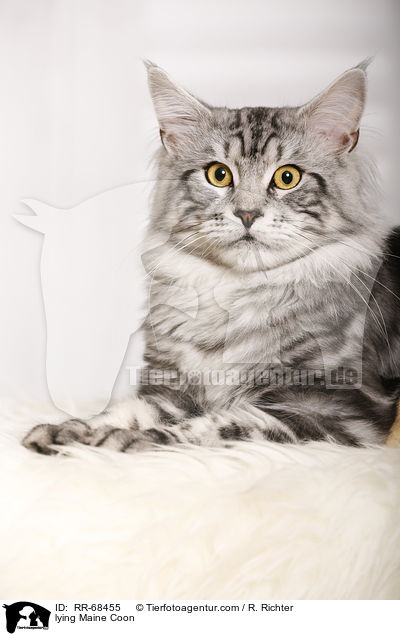 lying Maine Coon / RR-68455