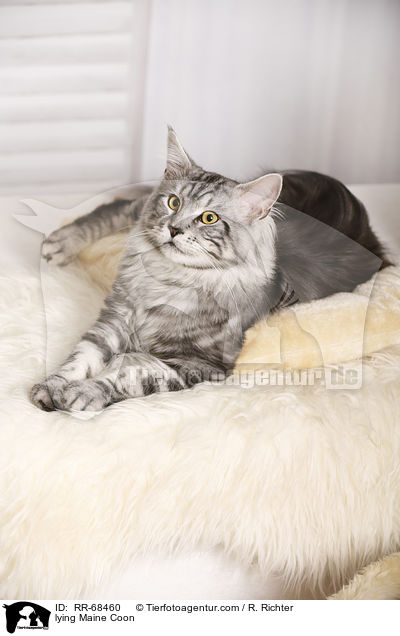 lying Maine Coon / RR-68460