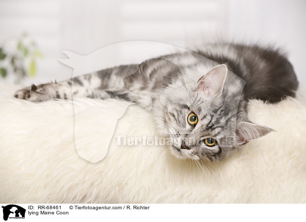 lying Maine Coon / RR-68461