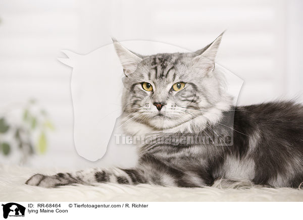 lying Maine Coon / RR-68464