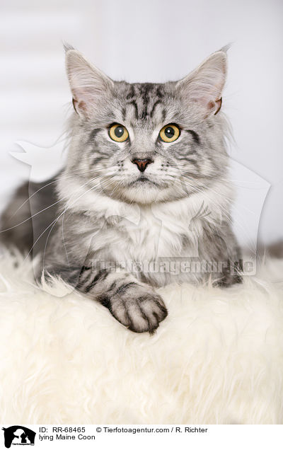 lying Maine Coon / RR-68465