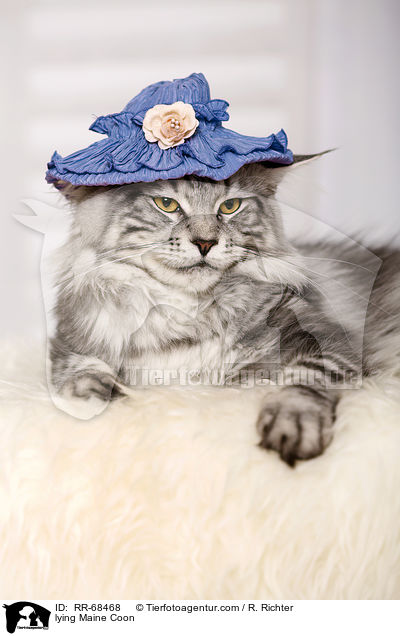 lying Maine Coon / RR-68468