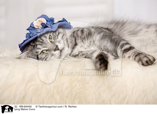 lying Maine Coon / RR-68469