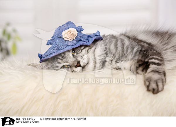 lying Maine Coon / RR-68470