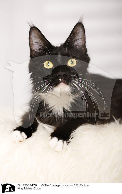 lying Maine Coon / RR-68476