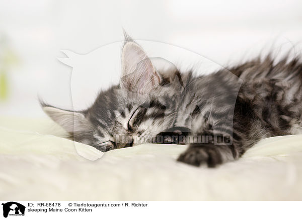 sleeping Maine Coon Kitten / RR-68478