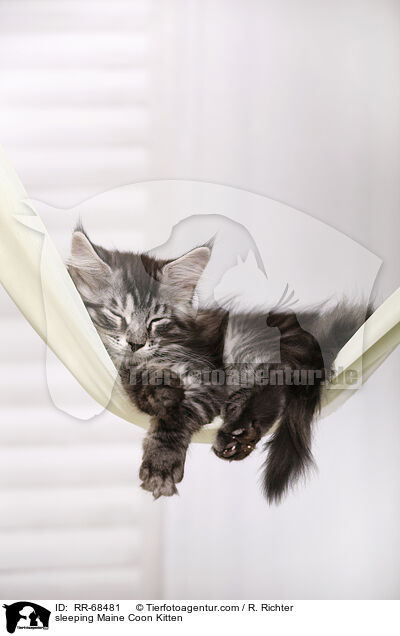 sleeping Maine Coon Kitten / RR-68481