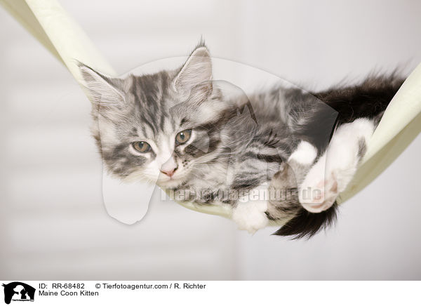 Maine Coon Kitten / RR-68482