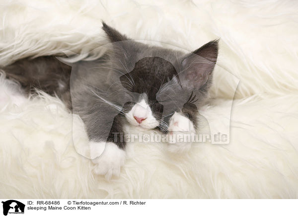 schlafendes Maine Coon Ktzchen / sleeping Maine Coon Kitten / RR-68486