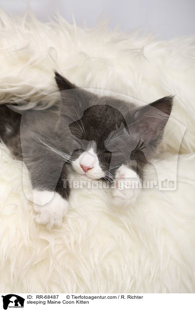 schlafendes Maine Coon Ktzchen / sleeping Maine Coon Kitten / RR-68487