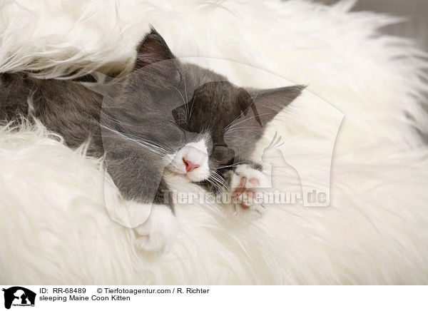 sleeping Maine Coon Kitten / RR-68489