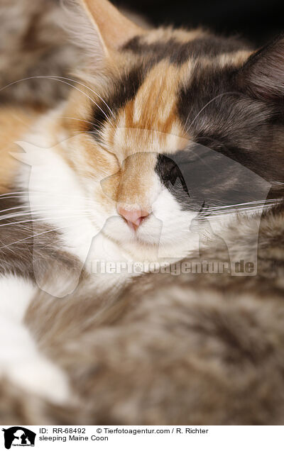 sleeping Maine Coon / RR-68492