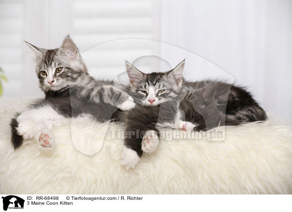 3 Maine Coon Ktzchen / 3 Maine Coon Kitten / RR-68498