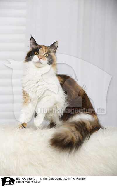 sitting Maine Coon / RR-68516