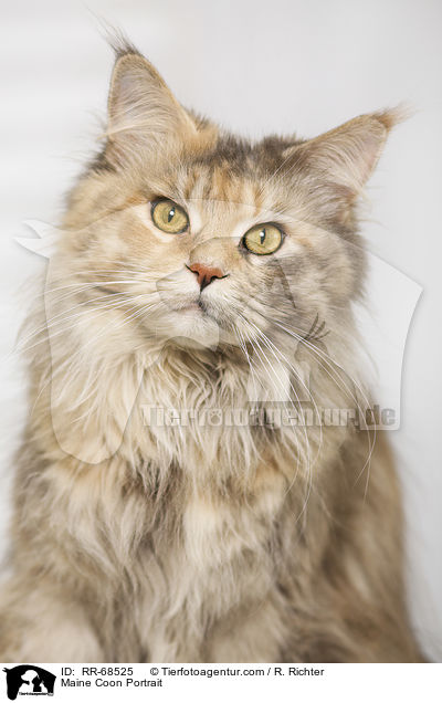Maine Coon Portrait / Maine Coon Portrait / RR-68525