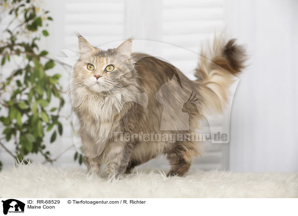 Maine Coon / Maine Coon / RR-68529