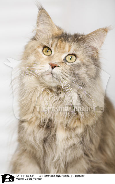 Maine Coon Portrait / Maine Coon Portrait / RR-68531