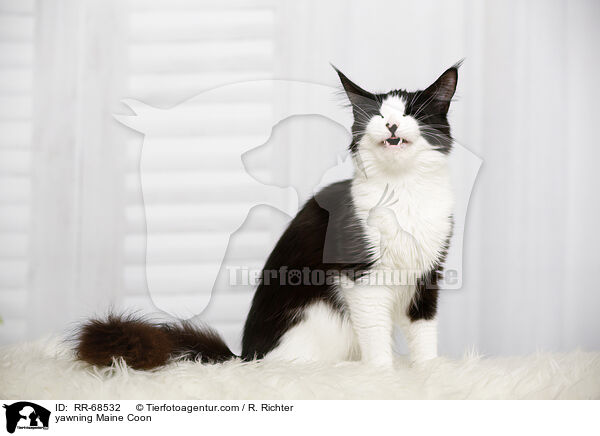 ghnende Maine Coon / yawning Maine Coon / RR-68532