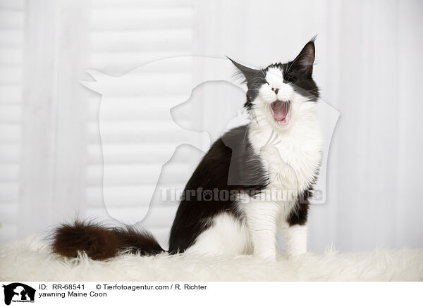 yawning Maine Coon / RR-68541