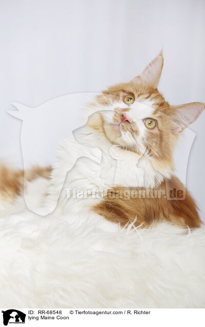 lying Maine Coon / RR-68548