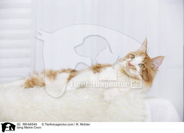 lying Maine Coon / RR-68549