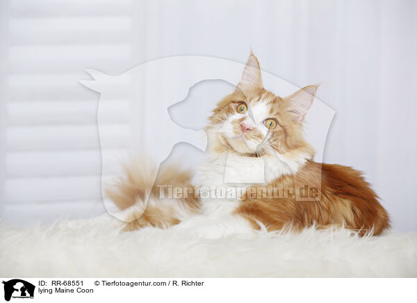 lying Maine Coon / RR-68551