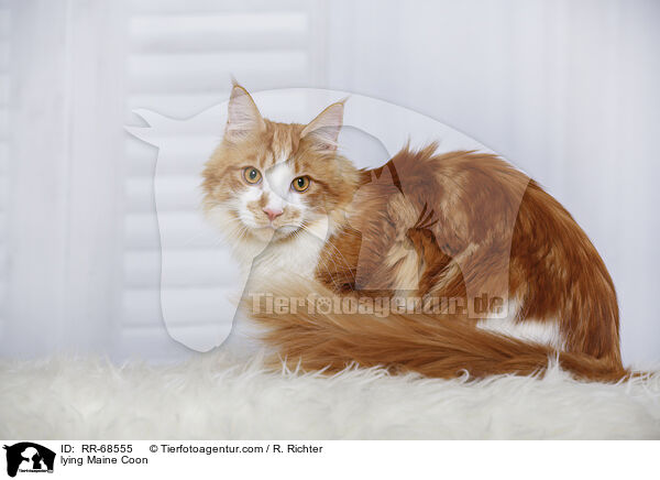 lying Maine Coon / RR-68555