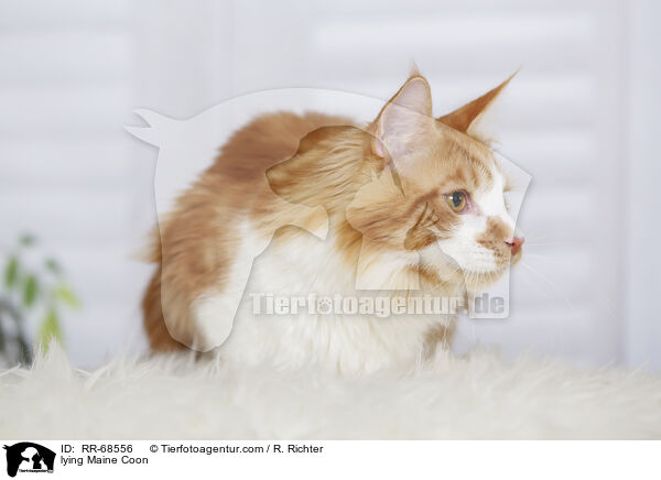 lying Maine Coon / RR-68556