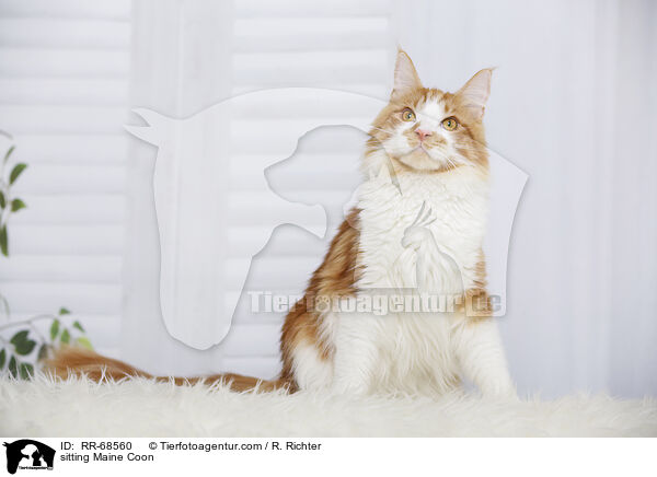 sitting Maine Coon / RR-68560