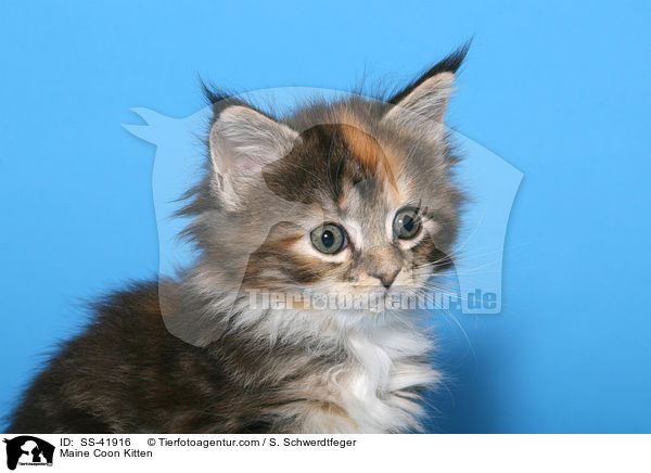 Maine Coon Kitten / SS-41916