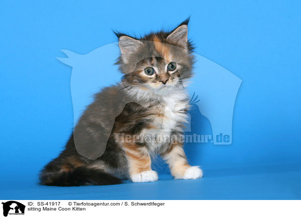 sitting Maine Coon Kitten / SS-41917