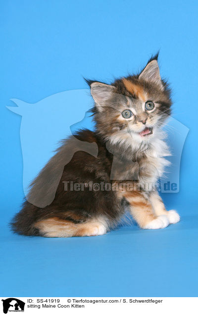 sitting Maine Coon Kitten / SS-41919