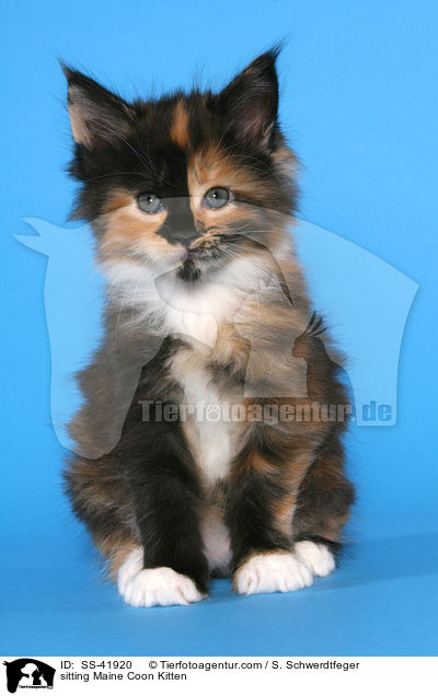 sitting Maine Coon Kitten / SS-41920