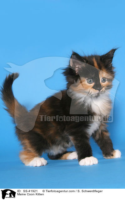 Maine Coon Ktzchen / Maine Coon Kitten / SS-41921