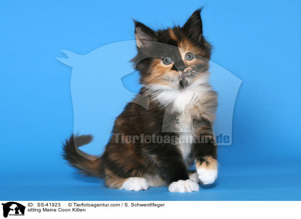 sitting Maine Coon Kitten / SS-41923