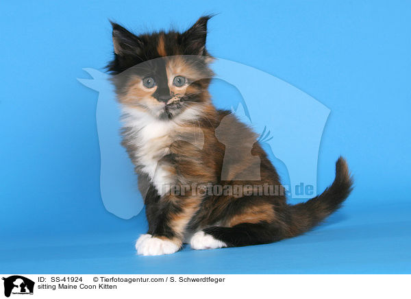 sitting Maine Coon Kitten / SS-41924