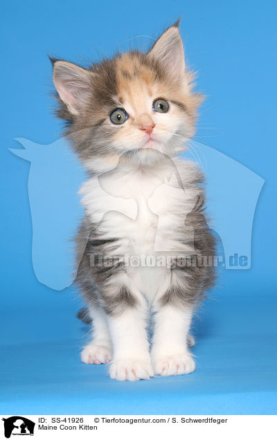 Maine Coon Kitten / SS-41926