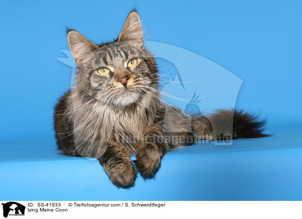 lying Maine Coon / SS-41933