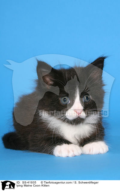 lying Maine Coon Kitten / SS-41935