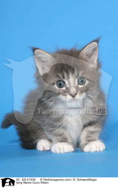 lying Maine Coon Kitten / SS-41939