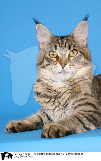lying Maine Coon / SS-41950