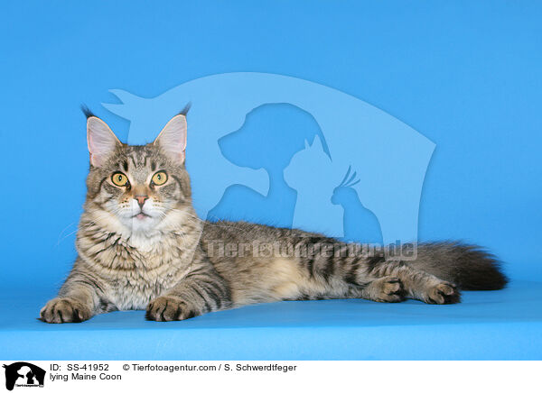 lying Maine Coon / SS-41952