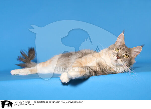 lying Maine Coon / SS-41966